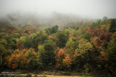 مرثیه برای جنگلهای از نفس افتاده شمال/جنگلبانان ماهیگیر میشوند طبیعت پاییزی جنگل گلستان