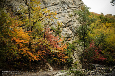 طبیعت پاییزی جنگل گلستان