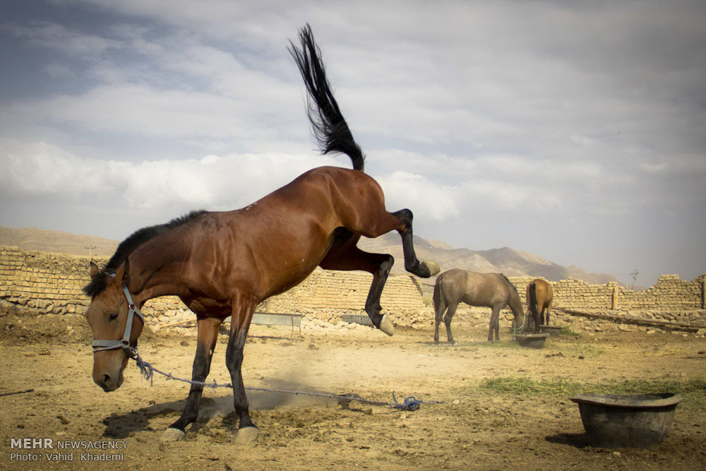  تصاویری زیبا از اسب های اصیل!