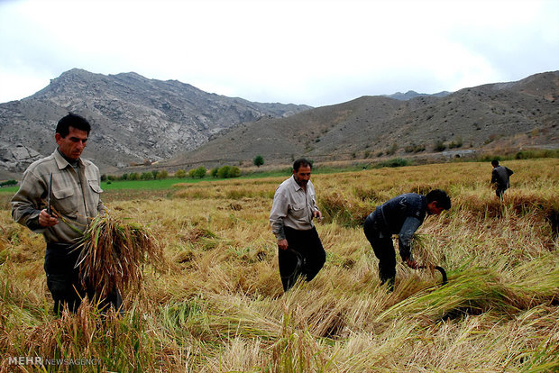 برداشت برنج در شهرستان خدآفرین