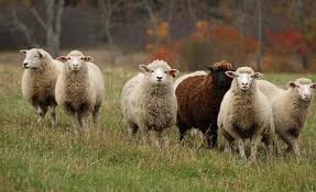 تظاهرات گوسفندها اسپانیا