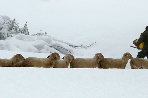 چوپان و گوسفند در برف