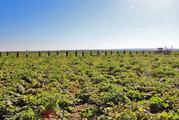 سم پاشی دسته جمعی مزارع کشاورزی در هشت بندی هرمزگان