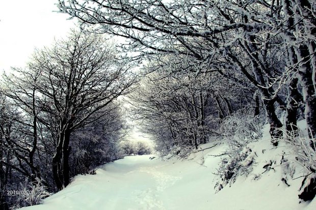 جنگل ابر شاهرود