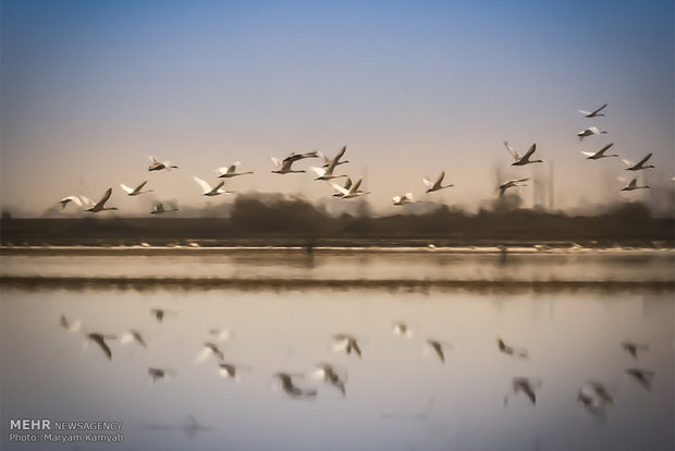 قوهای فریادکش در تالاب سرخرود