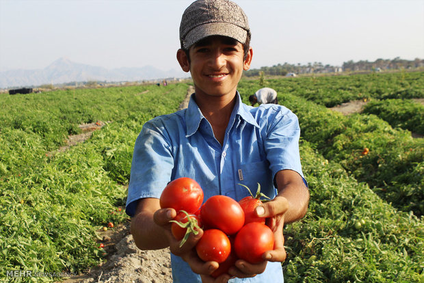 برداشت گوجه فرنگی از مزارع هشت بندی
