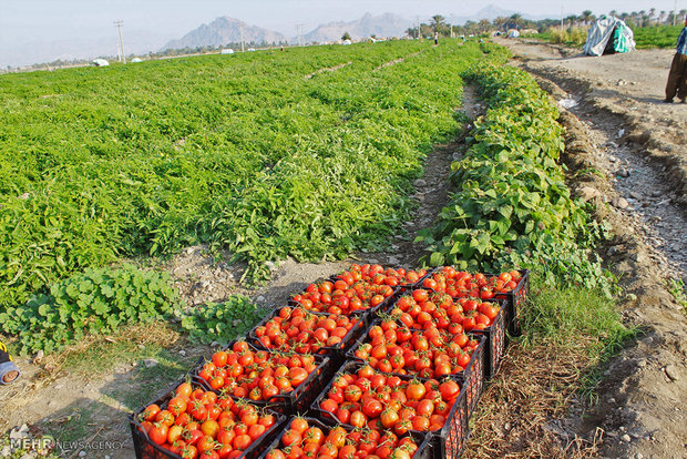 برداشت گوجه فرنگی از مزارع هشت بندی