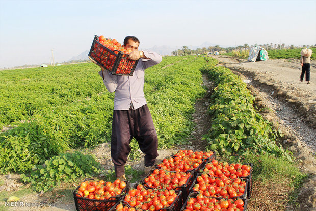 قیمت پایین گوجه فرنگی در مزارع آبدان/ کشاورزان خانه‌نشین می‌شوند
