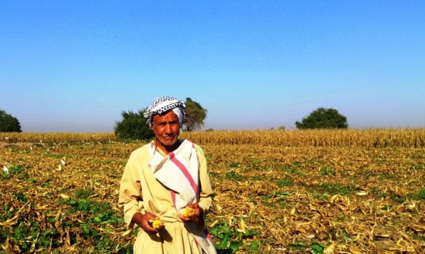 ذرت ذرتکاران کشاورزی خوزستان