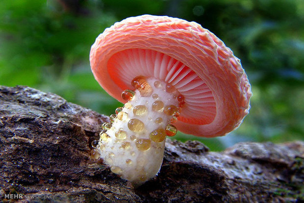 دنیای زیبا و رنگارنگ قارچ ها