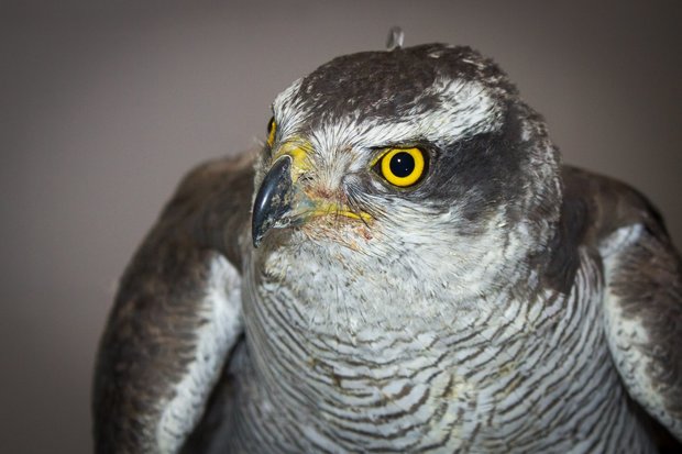 نجات یک پرنده شکاری کمیاب «طرلان» در شاهرود