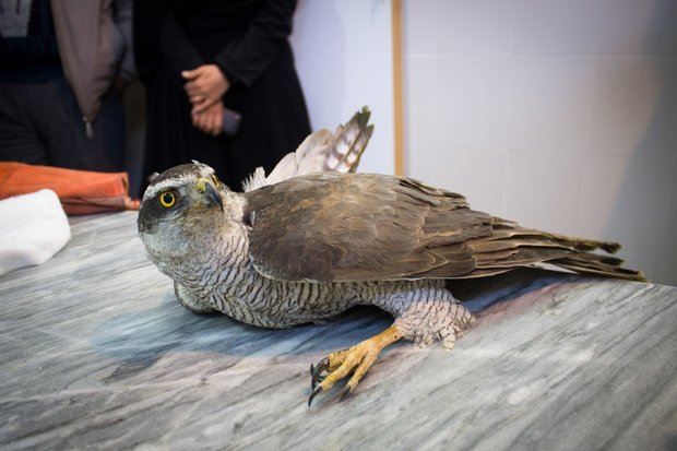نجات یک پرنده شکاری کمیاب «طرلان»  در شاهرود