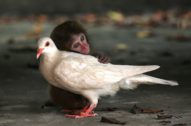 unusual-animal-friendship-monkey-pigeon__700.jpg