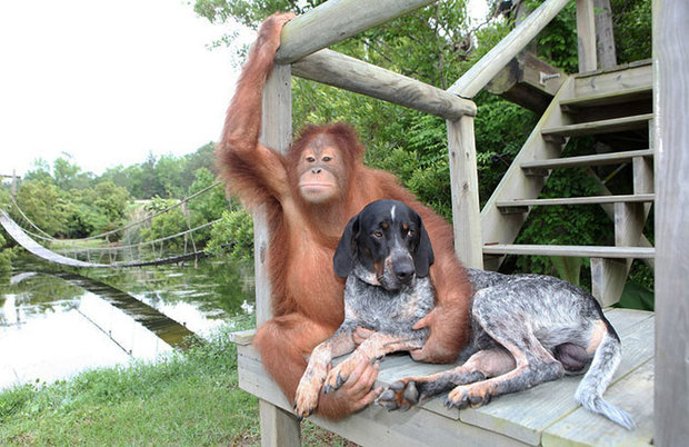 unusual-animal-friendship-orangutan-dog__700.jpg