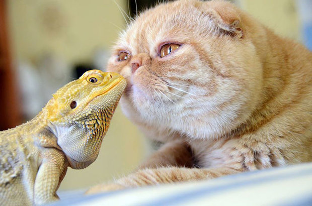 unusual-animal-friendship-cat-iguana__700.jpg