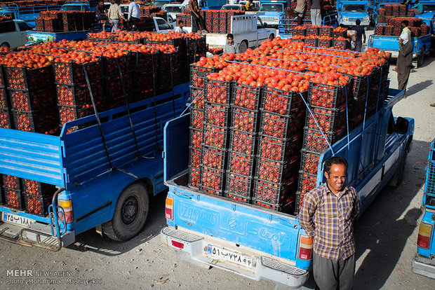 آه کشاورزان بوشهری بر سر مزارع گوجه/خرید توافقی آغاز می‌شود