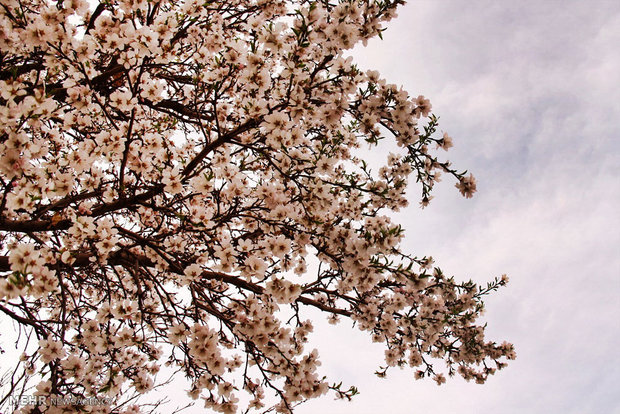 شکوفه های بهاری در زمستان