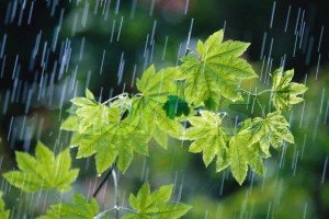 وضعیت بارندگی در کشور/کم بارش ترین استان ها