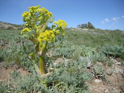 باریچه