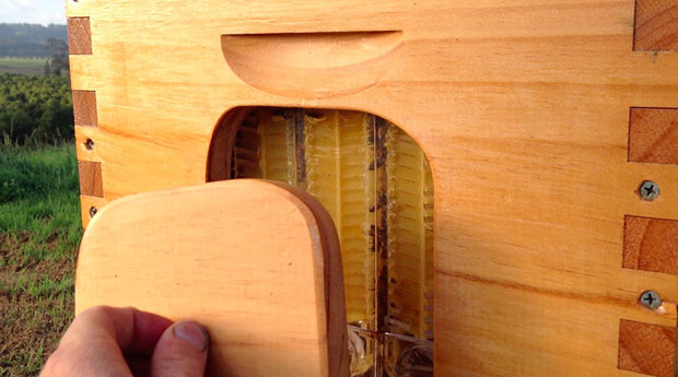 honey-on-tap-flow-hive-stuart-cedar-anderson-3.jpg