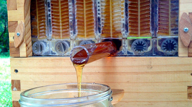 honey-on-tap-flow-hive-stuart-cedar-anderson-4.jpg
