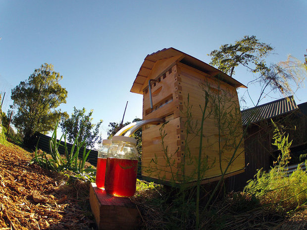 honey-on-tap-flow-hive-stuart-cedar-anderson-9.jpg