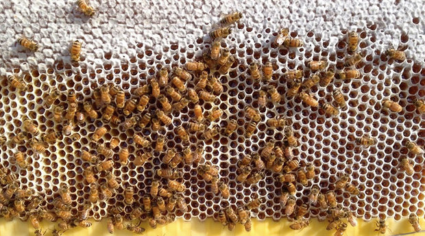honey-on-tap-flow-hive-stuart-cedar-anderson-7.jpg