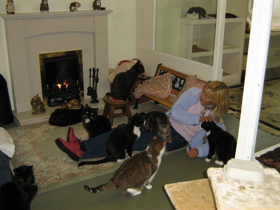retirement-home-for-cats-550x412.jpg