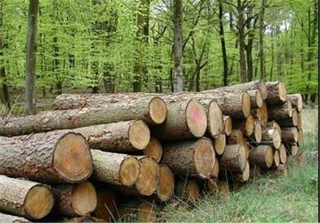 Image result for ‫قاچاق چوب‬‎