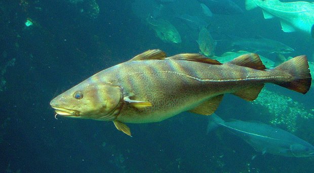 ماهی ها در جریان تغییرات اقلیمی کوچک می شوند