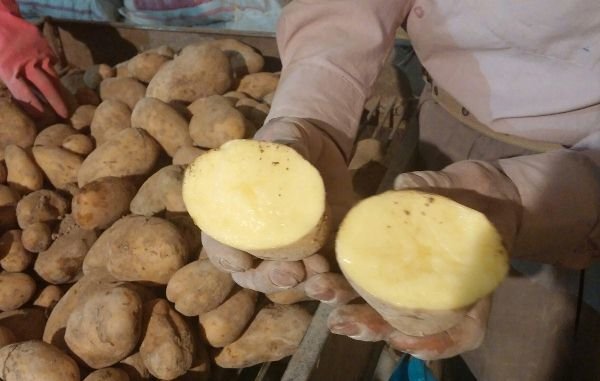 کارخانه سیب‌زمینی نیمه سرخ‌شده منجمد در اردبیل راه اندازی می‌شود