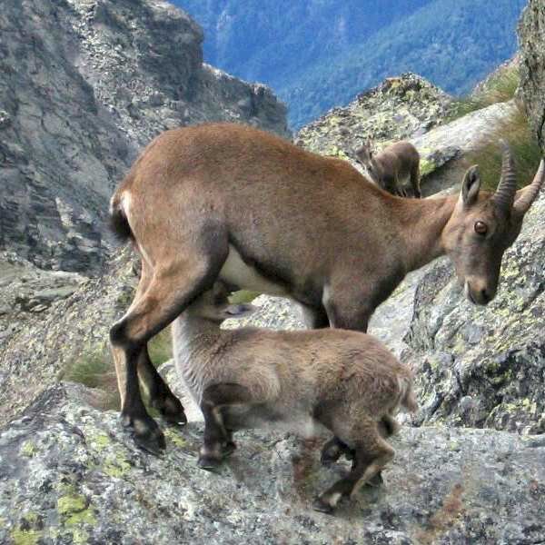 علیپور. محیط زیست 20150319_010801.jpg