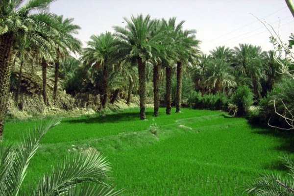نخلستان آب‌پخش بوشهر خرما نخل آبیاری