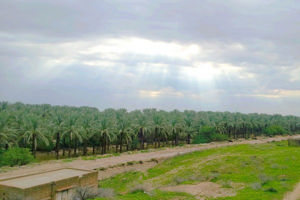 نخلستان آبپخش بوشهر خرما نخل آبیاری