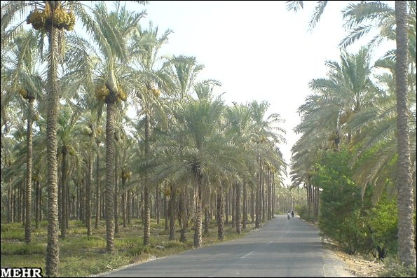 نخلستان آبپخش بوشهر خرما نخل آبیاری