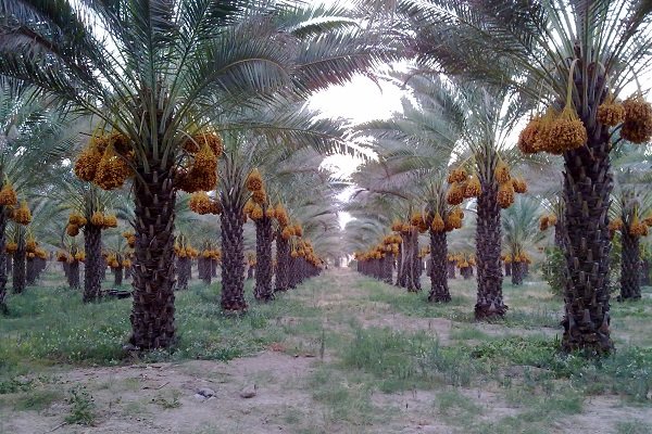 نخلستان آبپخش بوشهر خرما نخل آبیاری