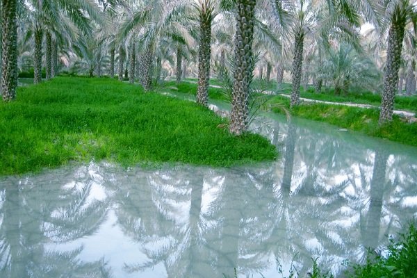 نخلستان آب‌پخش بوشهر خرما نخل آبیاری