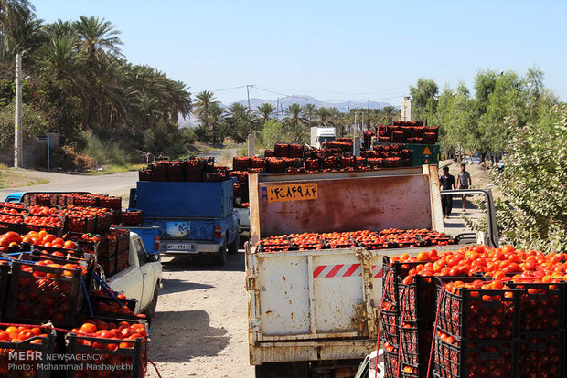 صف های طولانی خودروهای حامل گوجه فرنگی در شهرستان هشت بندی