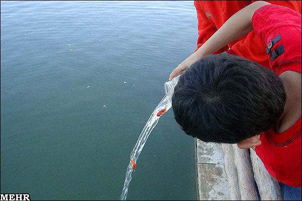 رهاسازی ماهی قرمز - خرم آباد