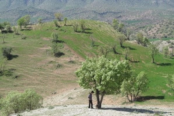 کراپشده - تعرض به منابع طبیعی - کوهدشت