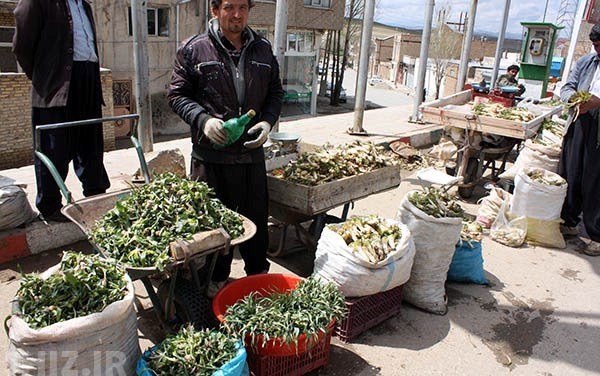 بازار گیاهان دارویی