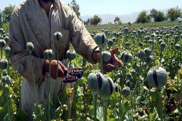کمک ۳۵۵ میلیون دلاری ژاپن برای مبارزه با مواد مخدر افغانستان