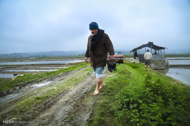 آماده کردن زمین شالیزار برای کاشت بذر