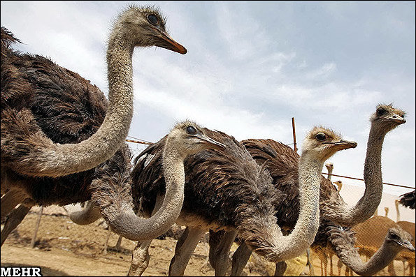 تولید ۱۵ تن گوشت شتر مرغ در استان همدان