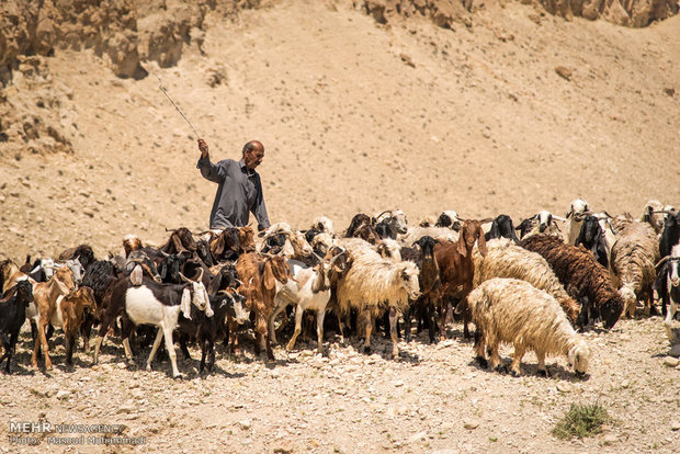 شستشو و چیدن پشم گوسفندان شهرستان لامرد استان فارس
