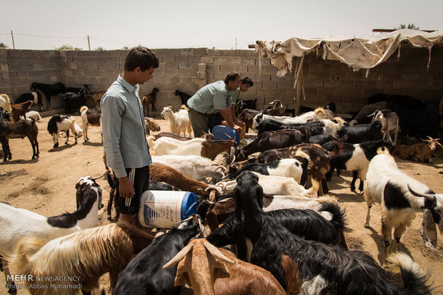 شستشو و چیدن پشم گوسفندان شهرستان لامرد استان فارس