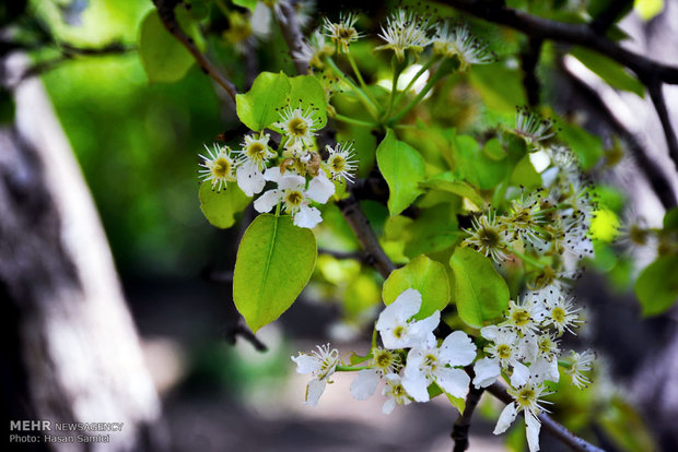 شکوفه های باغ سیب در کرج