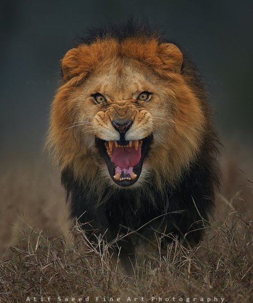 charging-lion2-550x659.jpg