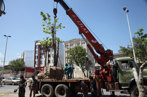 قطع درختان در شهرداری گرگان