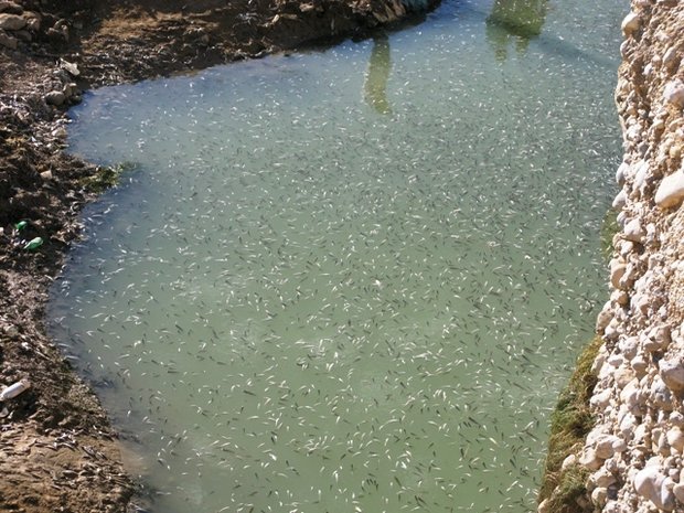 مرگ ماهی ها در رود بشار